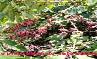 Commerce : Plus de 2000 tonnes de café en souffrance dans le Moungo