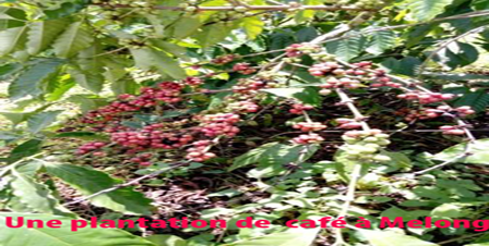 Commerce : Plus de 2000 tonnes de café en souffrance dans le Moungo