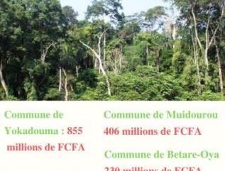 Gouvernance locale : Où vont les milliards de la redevances forestières à l’Est ?