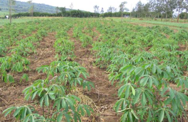 Covid-19 : 44 pays, dont le Cameroun, auront besoin d’une aide alimentaire extérieure