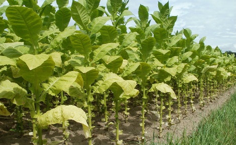 Filière tabac : plus de 7500 planteurs abandonnés à eux-mêmes à l’Est