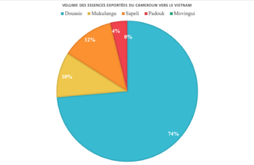 Exploitation forestière :  11 des 13% du volume total de grumes exportées vers le Vietnam est frauduleux
