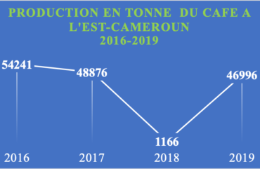 Filière café : le prix du kilogramme du café chute de 500 à 55F à l’Est