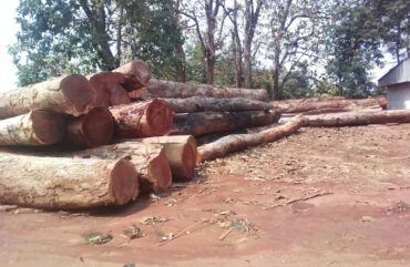 Exploitation illicite : Plus d’une centaine de grumes saisies en 4 mois à Mbitom