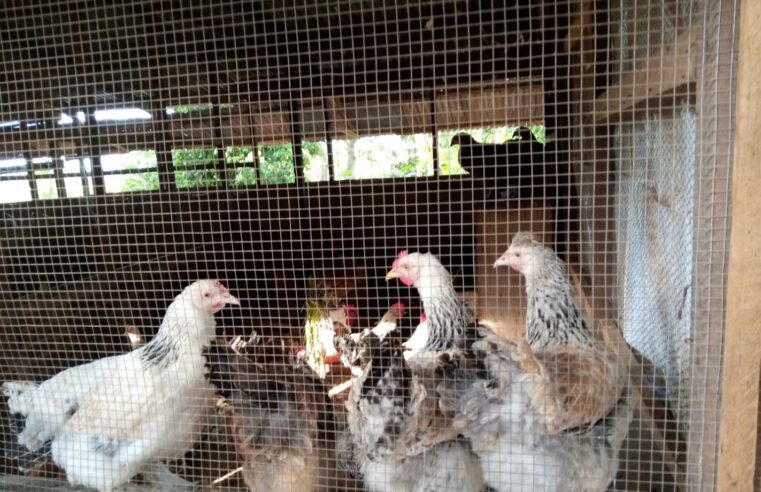 Agriculture : Le Centre polyvalent de formation de Mbouo dans l’étau de la Covid-19