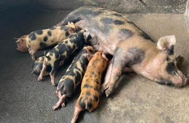 Grippe porcine : La viande de porc absente des plats à Douala.