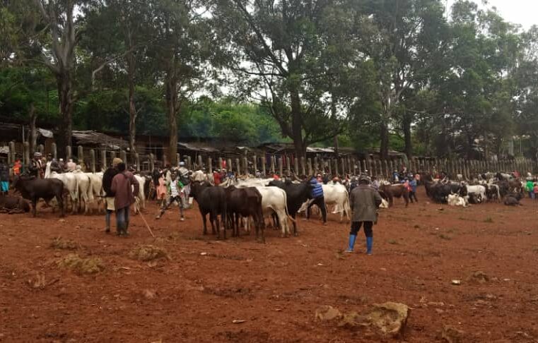 North West: The crisis has forced farmers to abandone farm lands