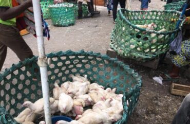 Consommation :  A Douala, le  prix du poulet toujours en hausse dans les  marchés