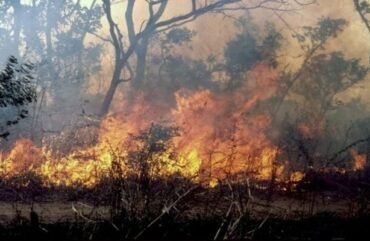 Nord : Plus de 13 000 départs de feu enregistrés dans les aires protégées en 2021