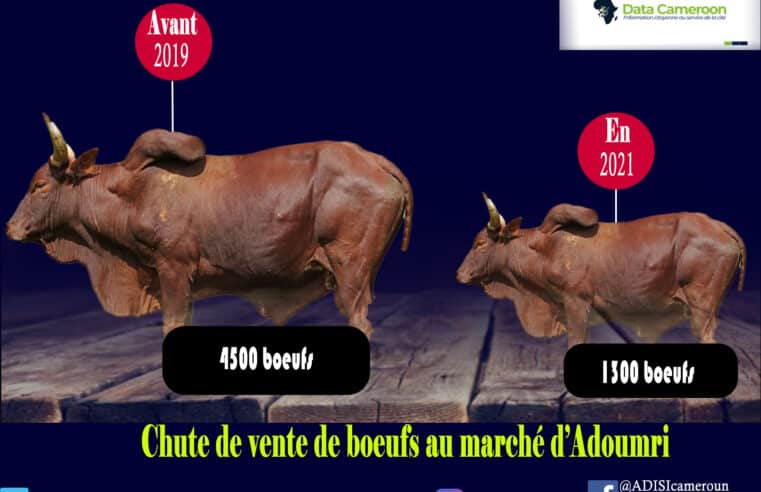 Nord : Le marché de bétail d’Adoumri chute de 32% entre 2019 et 2021