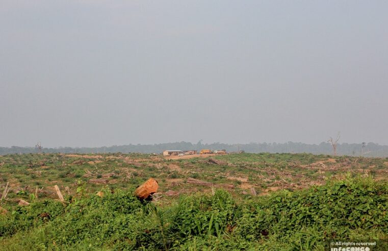 Déforestation : Près 1850 hectares de forêts rasés à Campo