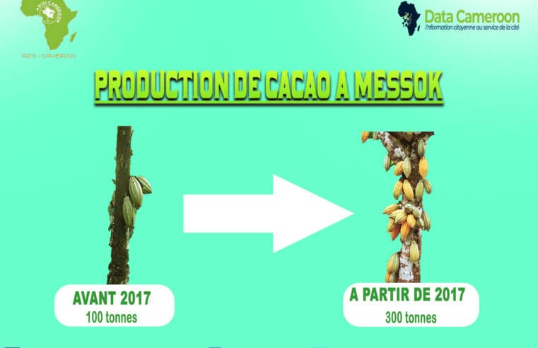 Cacao : A Messok, les producteurs perdent 50 000 FCFA par tonne