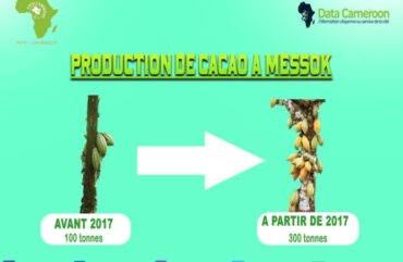 Cacao : A Messok, les producteurs perdent 50 000 FCFA par tonne