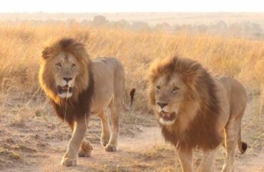 Nord : Les lions menacés de disparition dans le complexe de la Bénoué