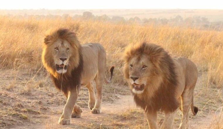 Nord : Les lions menacés de disparition dans le complexe de la Bénoué