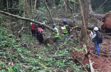 Exploitation forestière : La société civile très peu impliquée dans les prises de décision
