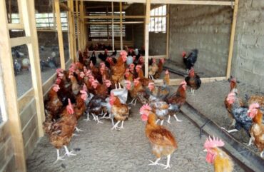 Nord : Avec une centaine de producteurs, la filière avicole peine à décoller