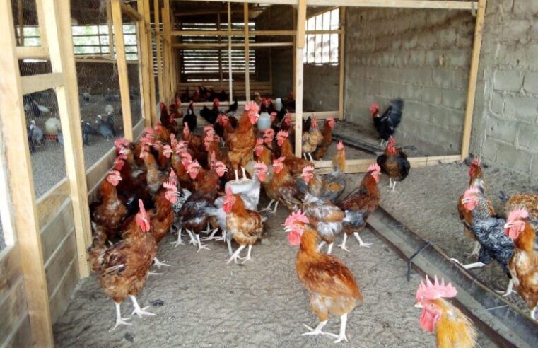 Nord : Avec une centaine de producteurs, la filière avicole peine à décoller