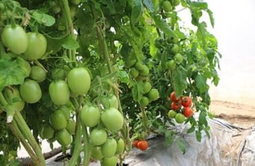 Engrais chimiques : L’inflation inquiète les cultivateurs à l’Ouest