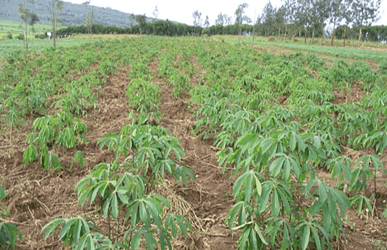 Production : le Cameroun mise sur le manioc, la patate et le poisson