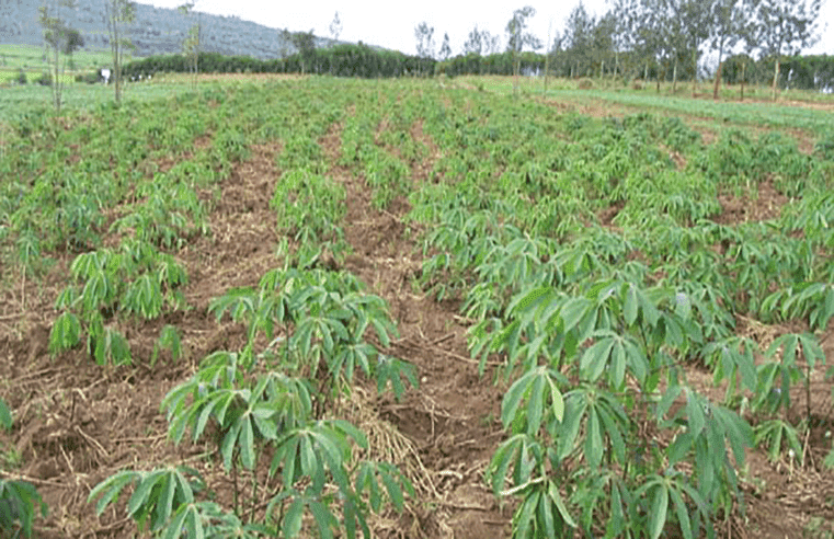 Production : le Cameroun mise sur le manioc, la patate et le poisson