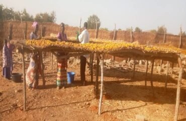 Nord : A Mayo Dadi, la production d’anacardes chute de 42,18% en 2021