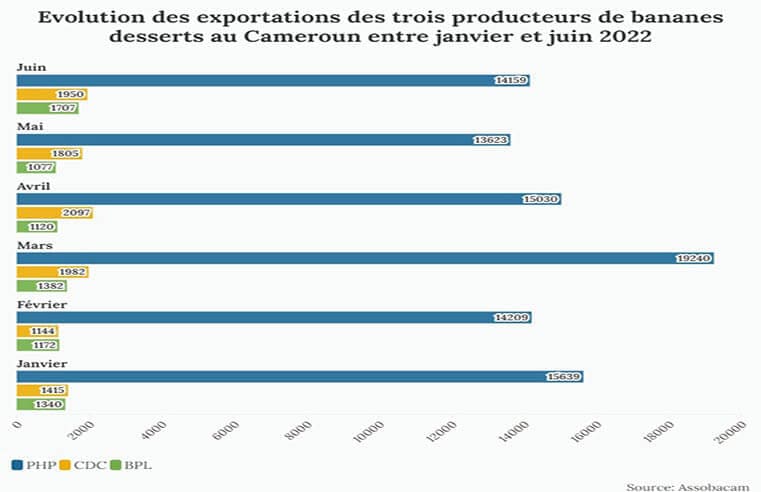 Banane : le Cameroun n’est pas le 1er producteur dans la zone ACP