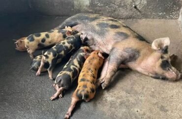 Filière porcine : le Cameroun veut améliorer son cheptel