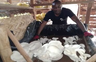 Myciculture : Une activité qui fait courir à l’Ouest