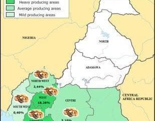 Café : Le Cameroun veut produire 160.000 tonnes d’ici 2030