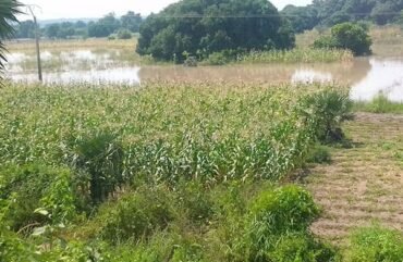 Garoua 3 : Les eaux engloutissent plus de 4 000 hectares de culture