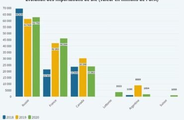 Céréales : 808 342 tonnes importées au premier trimestre 2021