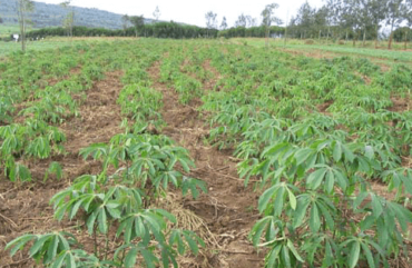 Changements climatiques : La faim plane sur la localité Batschenga