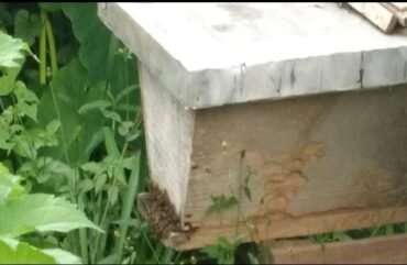 Apiculture : Seulement 2 000 litres de miel produits par an à l’Est
