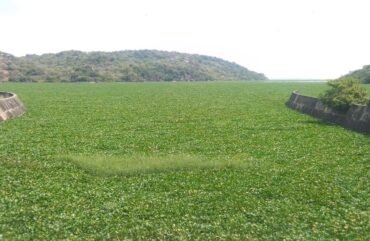 Nord : Catastrophe environnementale à Lagdo