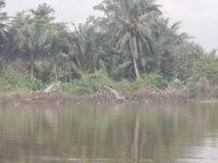 Environnement la gestion durables des mangroves