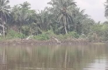 Environment:  Challenges of sustainable management of mangroves in Douala