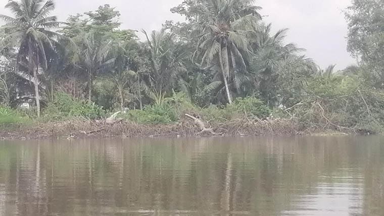 Environment:  Challenges of sustainable management of mangroves in Douala