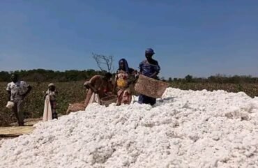 Nord : La production cotonnière chute de 8,8% en 2021