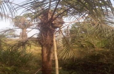 Ouest : Le raphia menacé de disparition