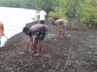 environnement difficile dans la création des mangroves