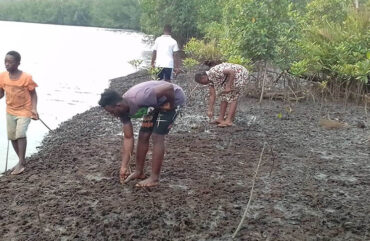 Environment: The Challenging Mangrove Restoration in Lokoundje