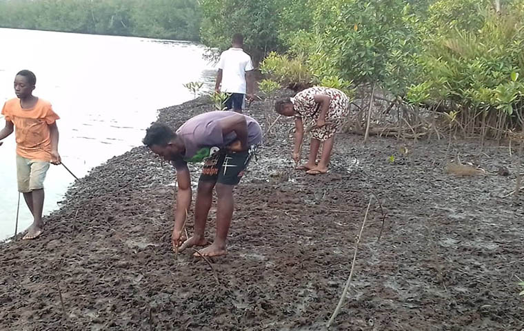 environnement difficile dans la création des mangroves