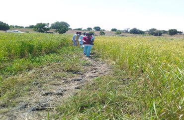 Nord : 175 tonnes de riz attendus en 2022 à Ouro-Maray