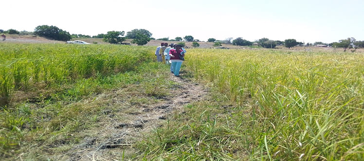 Nord : 175 tonnes de riz attendus en 2022 à Ouro-Maray