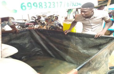 Pisciculture : 13 tonnes de poissons produits au Nord entre 2019-2022