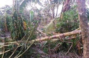 Parc national de Lobéké : Près de 100 ha de plantation dévastés