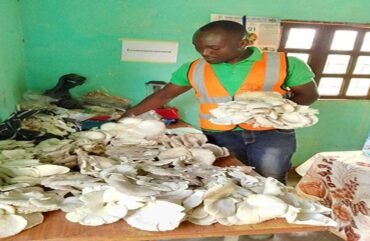 Myciculture : Plus de 200 kg de champignons consommés par mois à l’Ouest