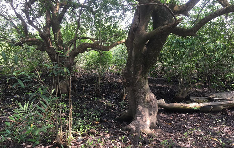 Mangrove Perdue dans la Côte du Fako