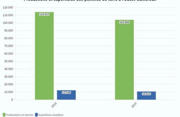 Pommes de terre :  Le Cameroun adopte la technologie apicale enracinée